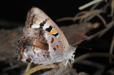 Ogyris caelestia female Braby