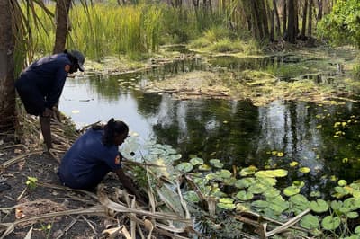 Two women setting fish traps.