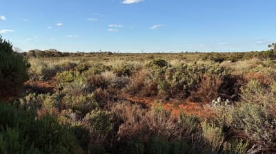 Healthy looking heathland at Austin Downs.
