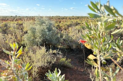 Salt bush at Austin Downs, Wajarri and Yugunga-Nya Country, Western Australia.