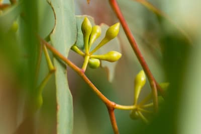 Eucalypt with budding flowers.