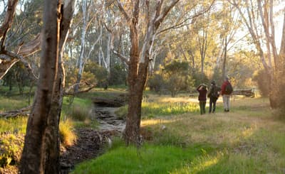 Volunteers help with bird surveys at Turnip Creek.