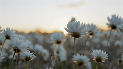 Wildflowers at Wanarra, Widi Mob and Badimia Country, 220 km south-east of Geraldton, WA. By Andy McGregor