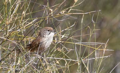 Eyrean Grasswren at Ethabuka Reserve.