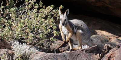 A Yellow-footed Rock-wallaby on Boolcoomatta Reserve.