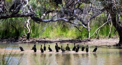 Little Black Cormorants at Nil Desperandum.