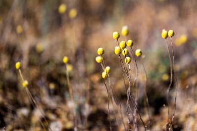 Billy Buttons (yellow wildflowers).