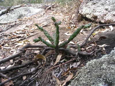 Tiger pear cactus. By Peter Saunders