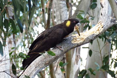 A Yellow-tailed Black Cockatoo, a large, black parrot with a big, hooked beak and a bright yellow cheek patch, peels bark off a dead tree branch.