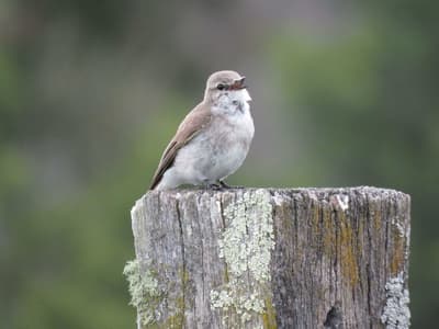 A Jacky Winter, a small, grey-and-white bird, stands atop a lichen-spotted, old fencepost with its beak open, caught in mid-song.