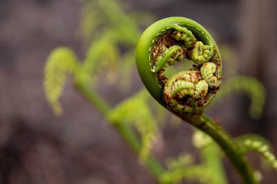 A new fern frond forms a tight, green curl waiting to unfurl at Burrin Burrin Reserve.