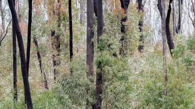Forest regrowing after fire at Burrin Burrin Reserve, NSW.