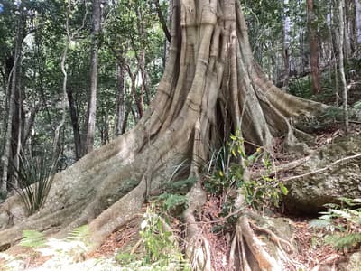 The base of a Small-leaved Fig, a tree whose odd-shaped roots spread out aboveground in all directions and look like they're draped in fabric, at Nameless Reserve.