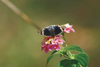 Blue argus butterfly on a Lantana flower.