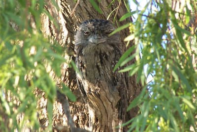 Tawny Frogmouth against a tree trunk.
