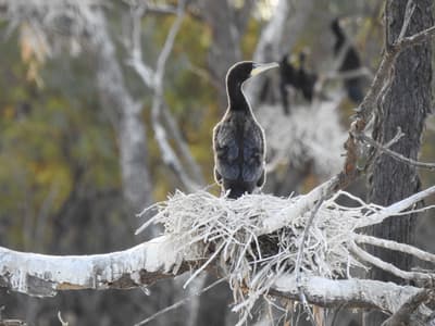 Three Great Cormorants, large, black birds with long necks and long, grey beaks, sit on large, stick nests in the trees at Naree Station Reserve.