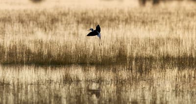 A Pied Stilt, a black-and-white shorebird with long, red legs and beak, comes in to land at a wetland on Naree Station Reserve.