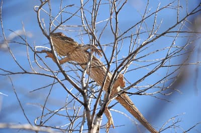 Bearded Dragon sunbaking in a tree at Naree Reserve.