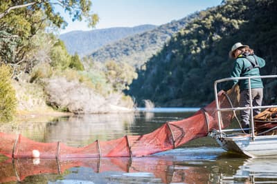 ACT Parks staff member pulling out fish net from the Murrumbidgee River at Scottsdale Reserve.