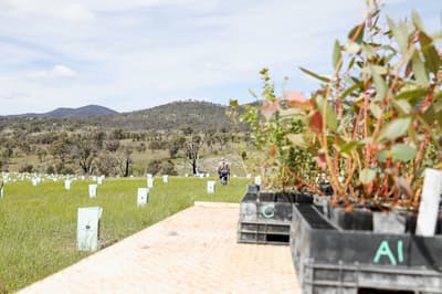 Trays of native seedlings wait to be planted, while a Bush Heritage staff member walks through a field of tree guards at Scottsdale Reserve.