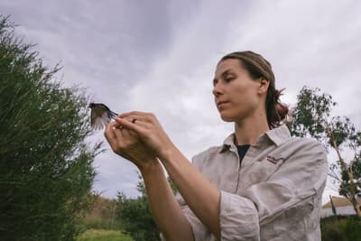Ecologist Dr Donna Belder releasing a bird. Photo Tad Souden.