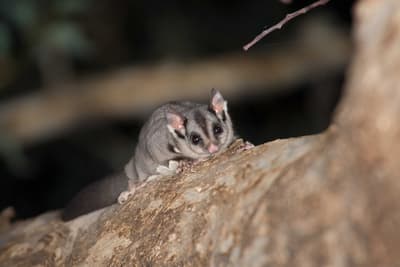 A Squirrel Glider, a small mammal with big eyes and ears and the extra skin of a wing-membranes folded up along its side, crouches on a tree branch.