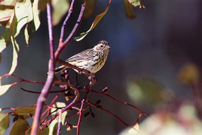 Speckled warbler.