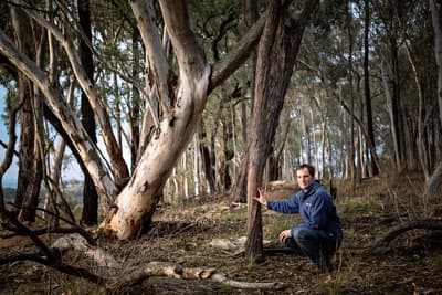 Bush Heritage ecologist Matt Appleby crouches down and rests his hand on a gum tree trunk at Tarcutta Hills Reserve.