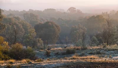 Landscape view of an open woodland on a cold morning: two kangaroos are tiny figures hopping across a ground that is white with frost.