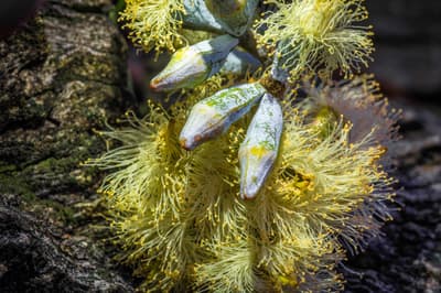 Ironbark flowers at Tarcutta Hills Reserve. Photo by Richard Taylor