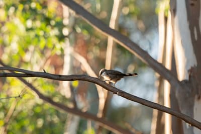 White-browed Babbler.
