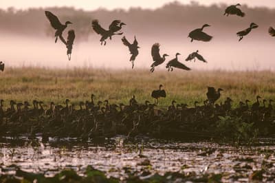 Flock of Whistling Ducks taking off from the Arafura Swamp.