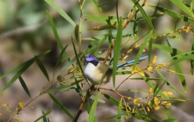 Purple-crowned Fairy Wren.