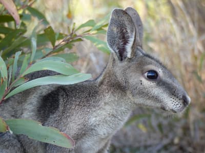 A Bridled Nail-tail Wallaby (Flashjack) at Avocet Reserve.