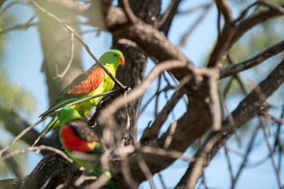 A Red-winged Parrot at Avocet Reserve.