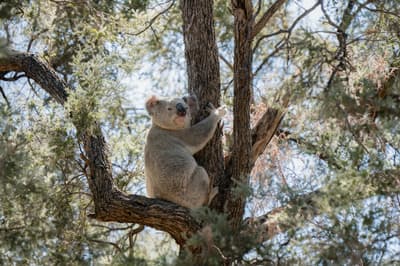 A Koala at Avocet Reserve.