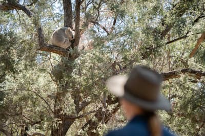 Reserve Manager Becky Miller watches a Koala asleep in a tree.