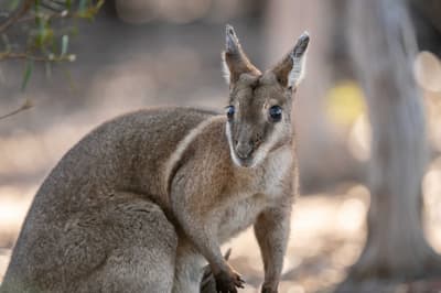 A Bridled Nail-tail Wallaby at Avocet.