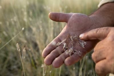 Bluegrass seeds in a person's hand at Carnarvon Station Reserve.
