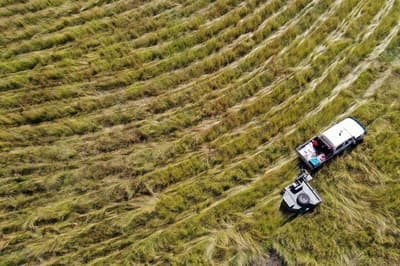 Aerial view of harvesting grassland seeds on Carnarvon.