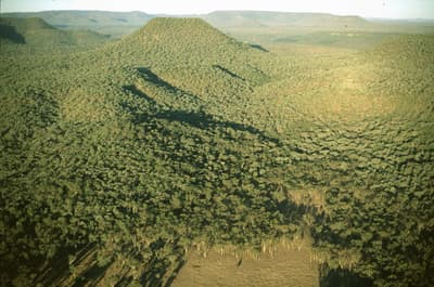 Aerial view of dense forest on Carnarvon Station Reserve.