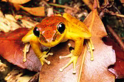 Male Lesueur's Frog.