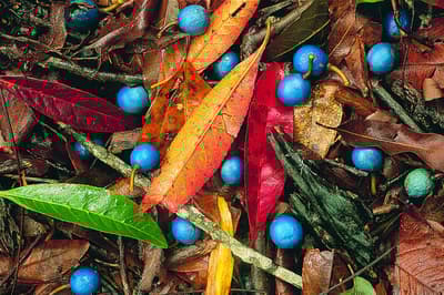 Quandong & leaf litter.