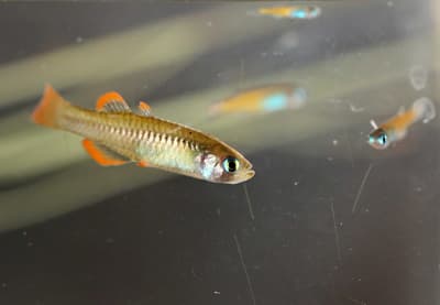 Red-finned Blue-eye.