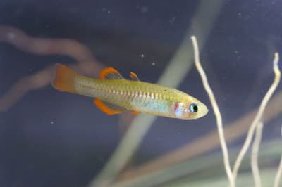 Red-finned blue-eye.