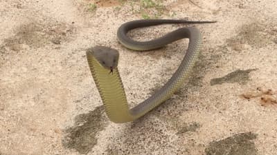 A Mulga Snake that has been released from a reptile trap
