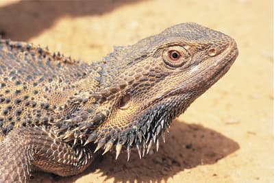 Bearded Dragon.