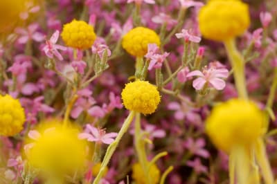 Sea heath, Billy Buttons.