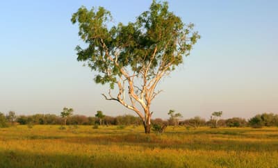 Coolabah tree at Ethabuka Reserve on the edge of the Simpson Desert.