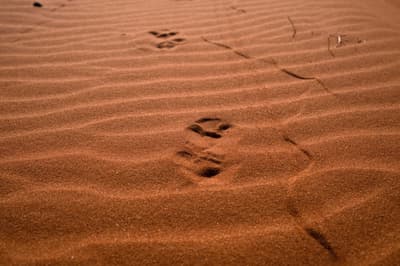 Tracks through the sand dunes.